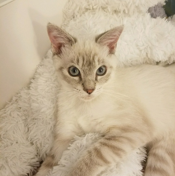 kittyfive2